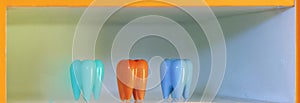Teeth model for decoration in cental clinic or dental hospital photo