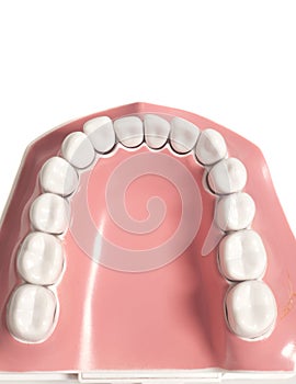 Teeth model isolated on white background photo