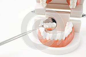 The Teeth model showing an implant dental demonstration teeth study teach model on white background