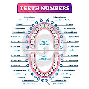 Teeth numbers oral cavity scheme