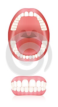 Teeth Open Mouth Dentures Adult Dentition