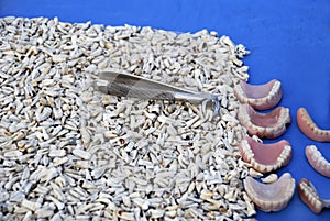 Teeth and prothesis at market in Morocco