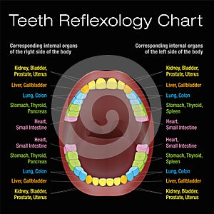 Teeth Reflexology Alternative Dental Health Chart