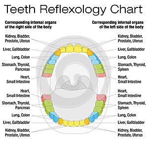 Teeth Reflexology Chart Description