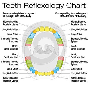 Teeth Reflexology Chart Description photo