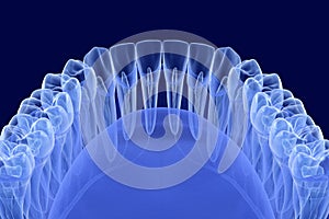 Teeth root anatomy, Xray view. Medically accurate dental 3D illustration