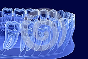 Teeth root anatomy, Xray view. Medically accurate dental 3D illustration