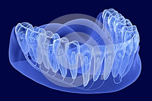 Teeth root anatomy, Xray view. Medically accurate dental 3D illustration