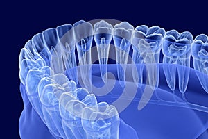 Teeth root anatomy, Xray view. Medically accurate dental 3D illustration