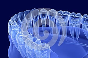 Teeth root anatomy, Xray view. Medically accurate dental 3D illustration photo