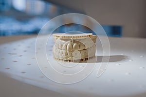 Teeth sample for dental study on table