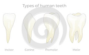 Teeth types vector illustration. Various healthy human tooth collection. Anatomical incisor, canine, premolar and molar