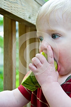 Teething baby chews on watermelon