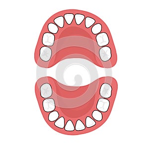 Teething Chart : A baby`s teeth.