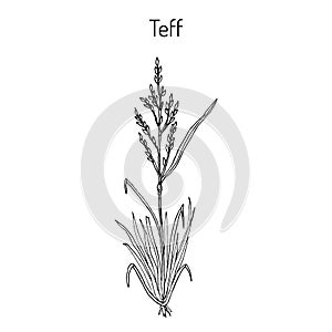 Teff Eragrostis tef , cereal crop