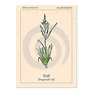 Teff Eragrostis tef , or Williams lovegrass, or annual bunch grass, cereal crop
