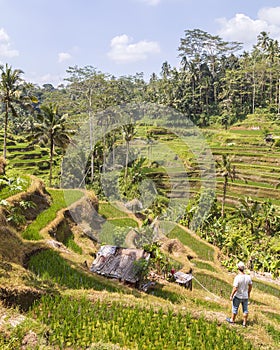 Tegalalang rice paddy in Ubud