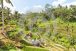 Tegalalang rice paddys in Ubud