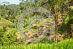 Tegalalang rice paddys in Ubud photo