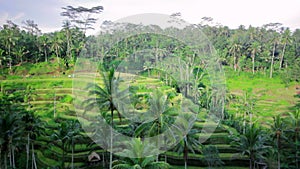 Tegalalang rice terrace, bali, indonesia