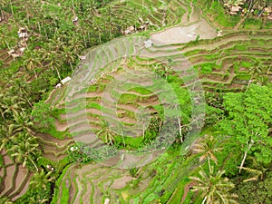 Tegalalang Rice terrace bali Indonesia drone shot