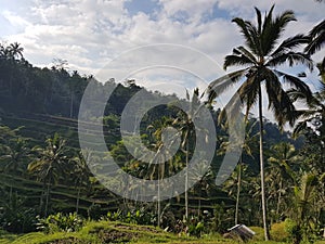 Tegalalang Rice Terrace comprises a series of cascading rice fields photo