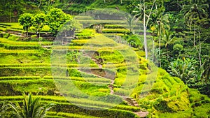 Tegalalang Rice Terrace Fields and some Palm Trees Around, Ubud, Bali, Indonesia