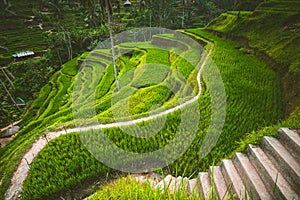 Tegalalang rice terrace in the Ubud, Bali.