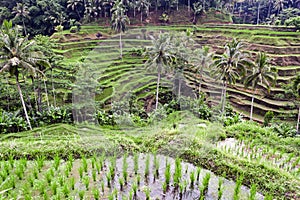 Tegalalang Rice Terrace, Ubud, Bali photo
