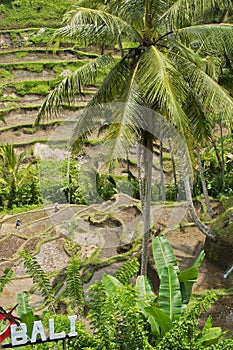 View of Tegalalang Rice Terraces Bali, Indonesia