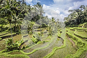 Tegalalang rice terraces near Ubud, Bali