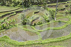 Tegalalang rice terraces near Ubud, Bali photo