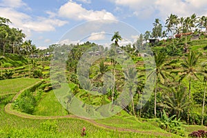 TEGALALANG, UBUD, BALI, INDONESIA: The landscape of the ricefields. Rice terraces famous place Tegallalang near Ubud. The island
