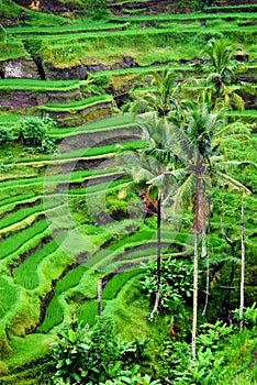 Tegalallang Rice Terraces in Bali