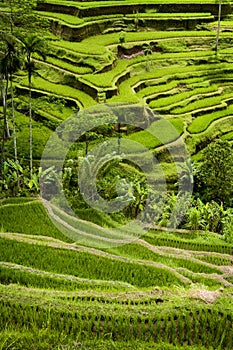 Tegallalang, Bali Rice Terraces.