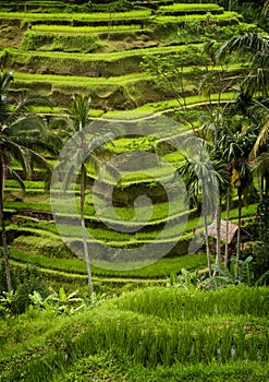 Tegallalang, Bali Rice Terraces. photo