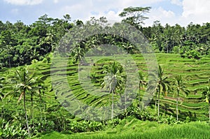 Tegallalang rice fields in Bali, Indonesia photo