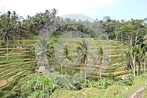 Tegallalang rice terrace