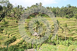 Tegallalang rice terrace