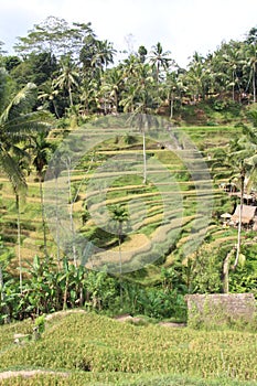 Tegallalang rice terrace