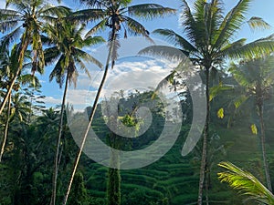 Tegallalang Rice Terrace