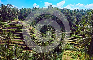 Tegallalang Rice Terrace