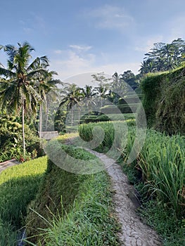 Tegallalang Rice Terrace, Bali