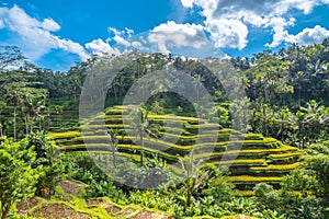 Tegallalang Rice Terrace in Bali, Indonesia photo