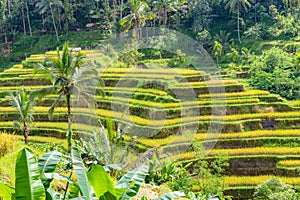 Tegallalang Rice Terrace in Bali, Indonesia