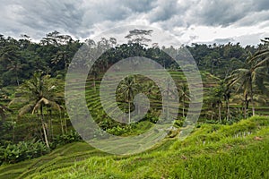 Tegallalang rice terrace in Bali Indonesia