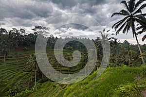 Tegallalang rice terrace in Bali Indonesia