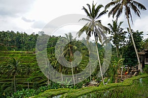 Tegallalang Rice Terrace fields - Ubud - Bali - Indonesia