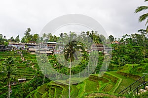 Tegallalang Rice Terrace fields - Ubud - Bali - Indonesia