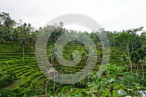 Tegallalang Rice Terrace fields - Ubud - Bali - Indonesia